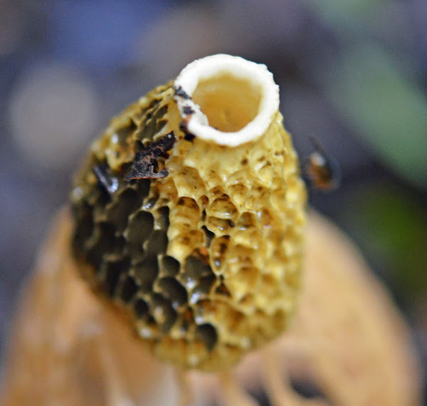Bridal veil fungus Project Noah