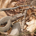 Cottonmouth