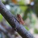 Tree hopper