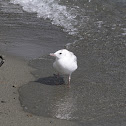 Juvenile Black-billed Gull
