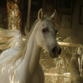 by Yasmin Kader - Animals Horses