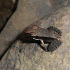 Bronzed frog