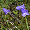 Harebell / Rundblättrige Glockenblume