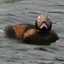 Long-tailed Duck