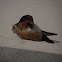 Barn Swallow