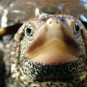 Diamondback terrapin