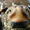 Diamondback terrapin