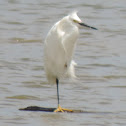 Snowy Egret