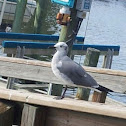 Black Headed Gull