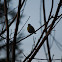 Blue tit