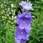 Delphinium