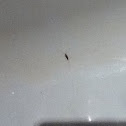 Unknown spotting