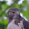 Red-tailed Hawk