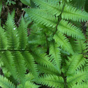 Goldie's fern