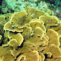 Serpent Coral