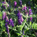 Cow Vetch