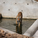 Royal Bengal Tiger