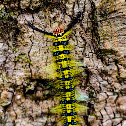 Rose Myrtle Lappet Moth Caterpillar