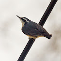 Red-breasted Nuthatch