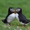 Puffin