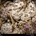 Sonoran Sidewinder