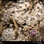 Sonoran Sidewinder