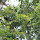 Sloths of Costa Rica
