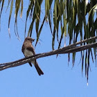 Black Phoebe