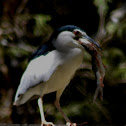 Black-crowned Night Heron