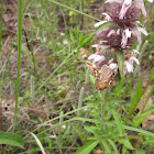 Flower Crab Spider