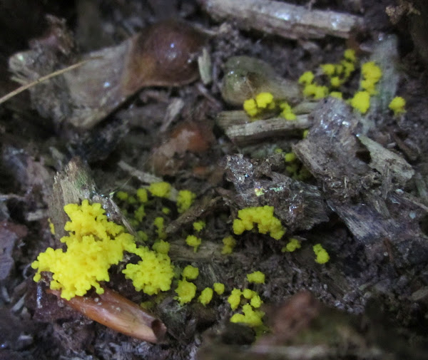scrambled egg slime mold Project Noah