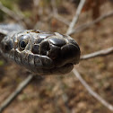 Eastern (Black) Rat Snake
