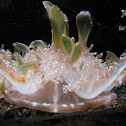Upside-down jellyfish