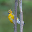 Prothonotary Warbler(juvenile)