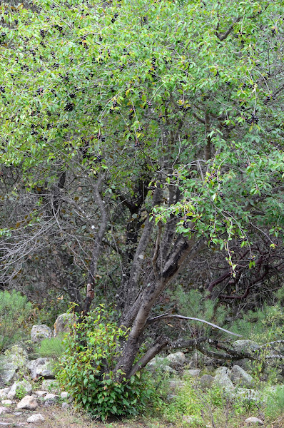 Wild black cherry (Capulin) | Project Noah