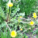 Dandelion