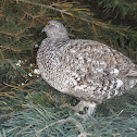 Sooty Grouse