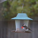 Rose-breasted Grosbeak