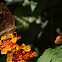 Buckeye
