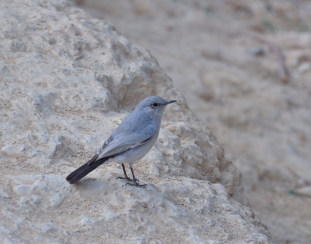 Blackstart