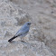 Blackstart