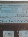 Davis Shorebird Managment