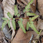 Southern Grapefern