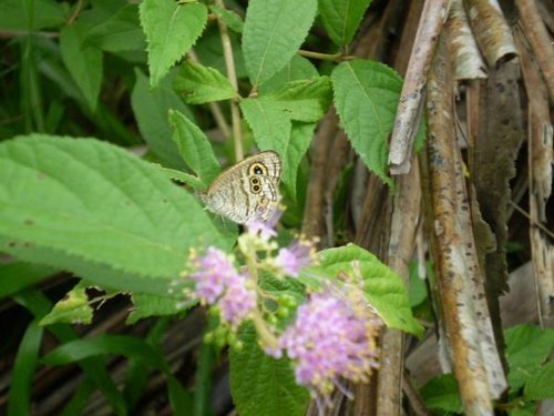 Spotting Image 1