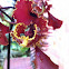 Orchid