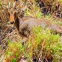 Nilgiri tahr