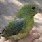 Painted bunting