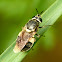 Soldier fly