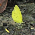 Common Grass yellow Butterfly
