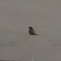 Sparrow